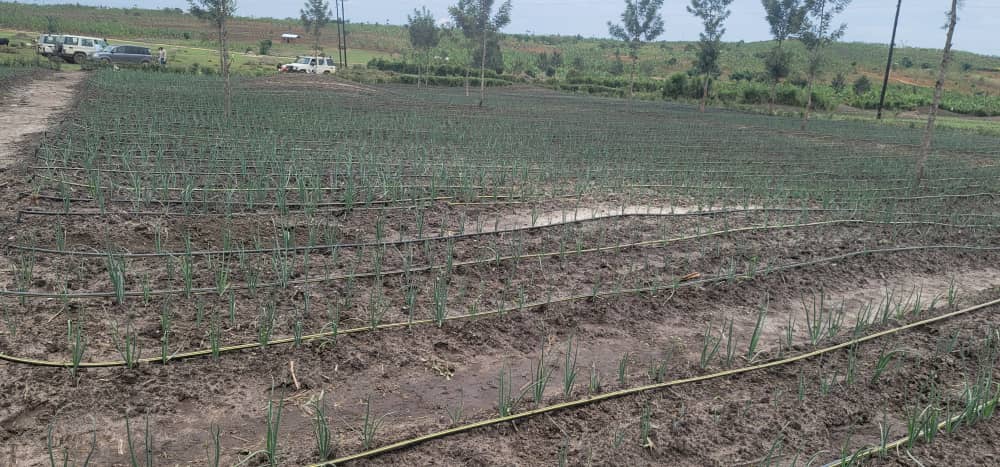 Irrigation Project